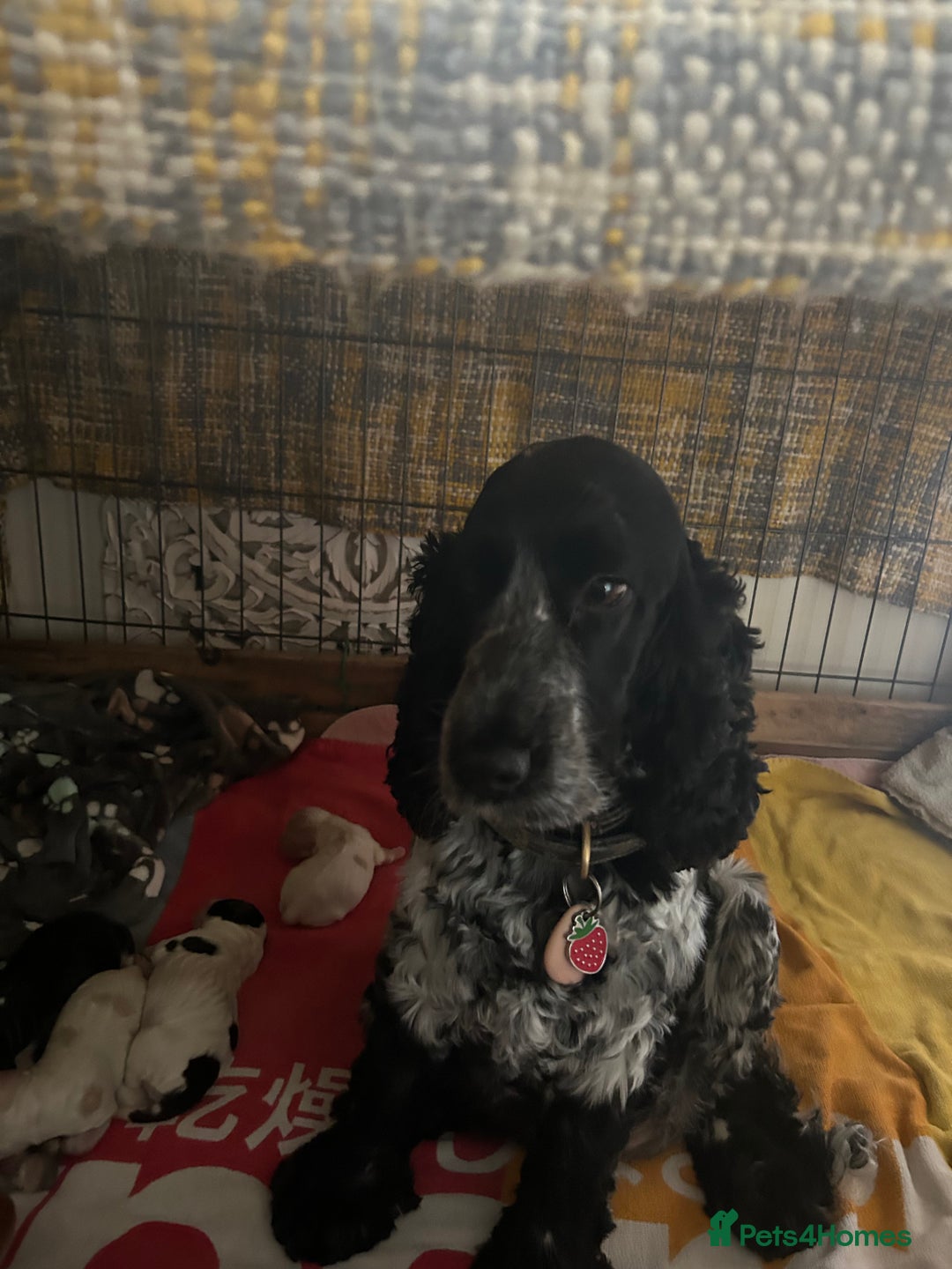 Cocker Spaniel dogs for sale: Gorgeous Cocker Spaniel Puppies - Image 9