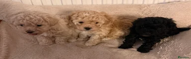 Shihpoo 1