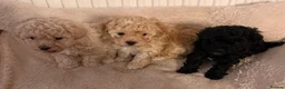 Shihpoo dogs for sale: We have a beautiful litter off pups  - Advert 4