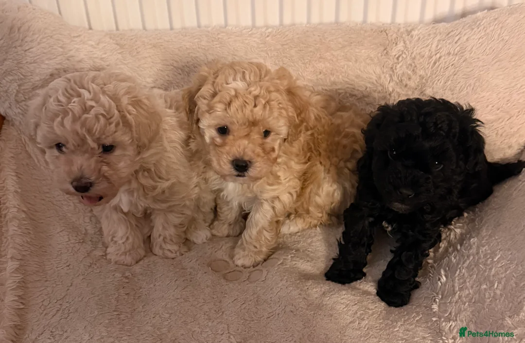 Shihpoo dogs for sale: We have a beautiful litter off pups  - Advert 4