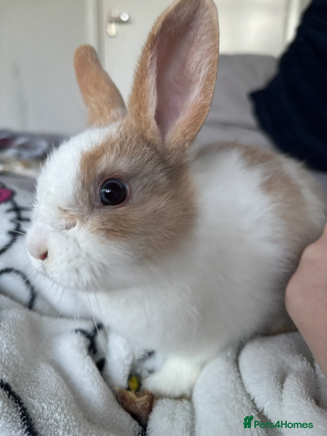 Lionhead rabbits for sale: Baby Rabbit - Advert 1