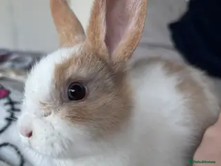 Lionhead rabbits Baby Rabbit - Advert 1