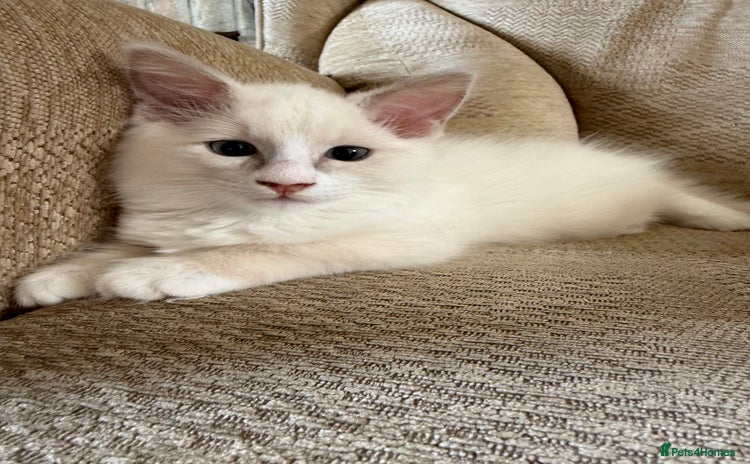 Ragdoll cats - Advert 6