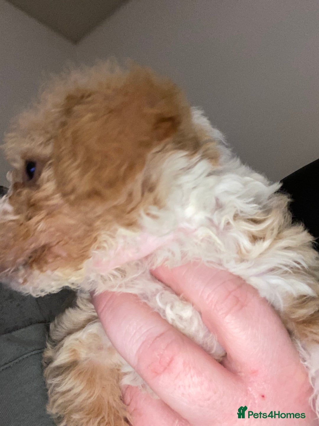 Toy Poodle dogs for sale: Beautiful Toy Poodle Pups  - Advert 34