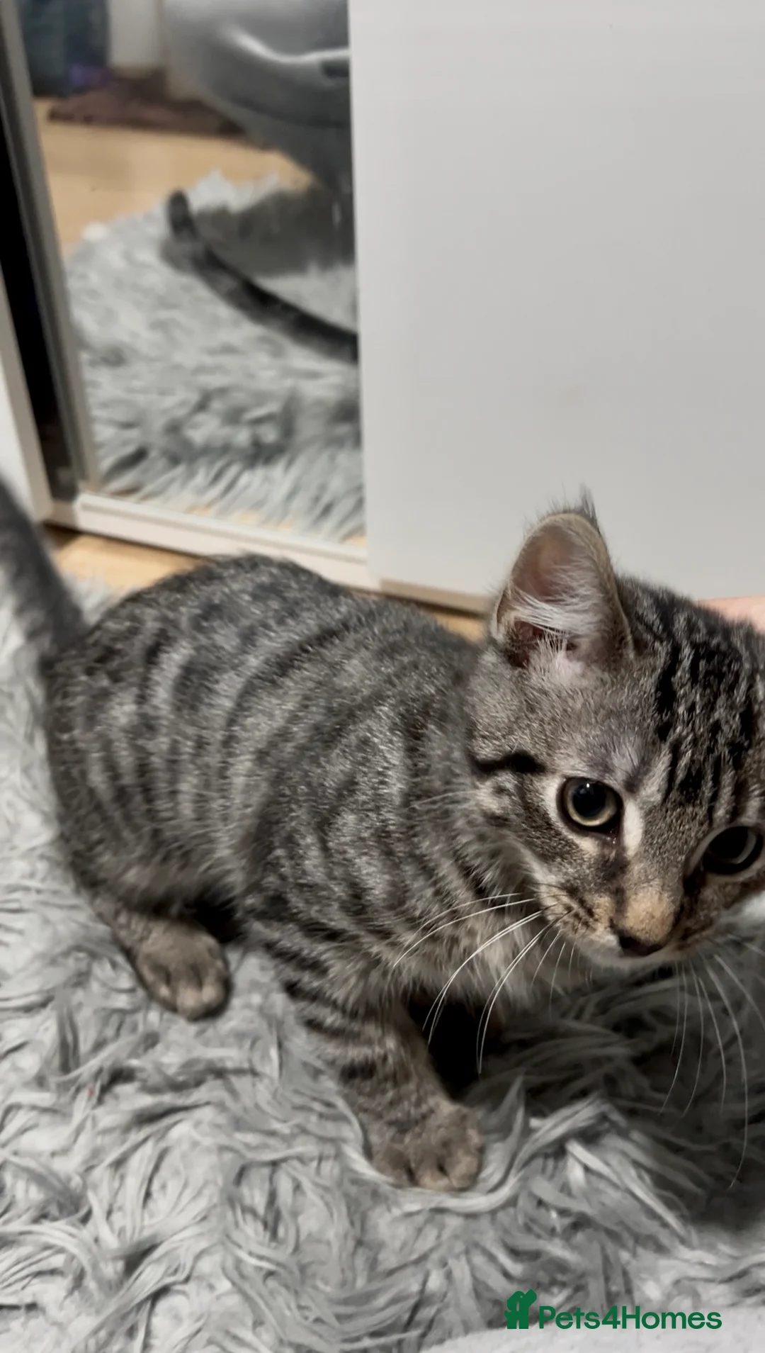 Mixed Breed cats for sale: Discounted Stunning Half Bengal,Savannah Baby Boy - Advert 2