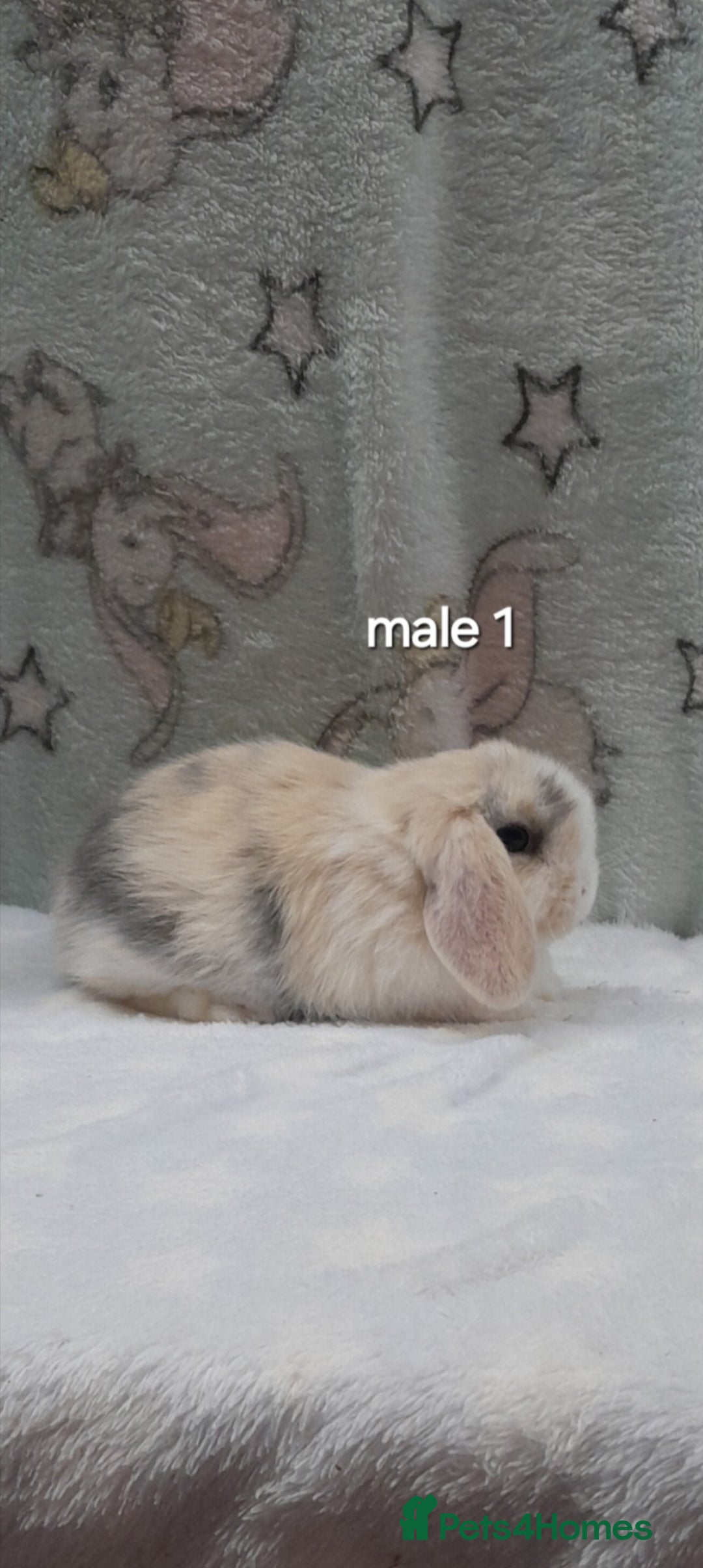 Mini Lop rabbits for sale: Purebred mini lops ready now  - Advert 2