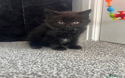 Domestic Shorthair cats for sale: Domestic Longhair for sale  - Image 3