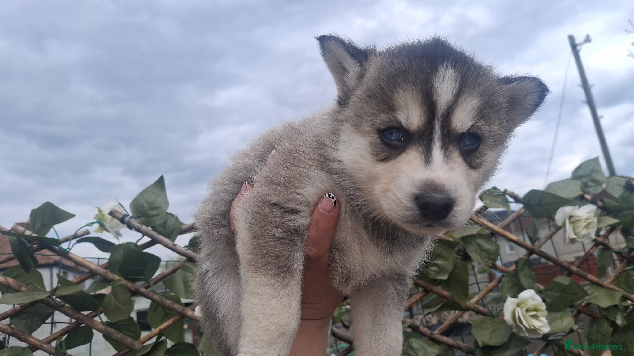Pomsky dogs Beautiful f2b pomsky puppies  - Advert 7