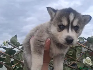 Pomsky dogs Beautiful f2b pomsky puppies - Advert 7