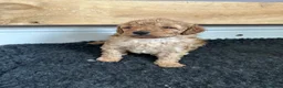 Toy Poodle dogs for sale: Ready now 🏡🐩❤️ 2x gorgeous toy poodle BOYS - Advert 20