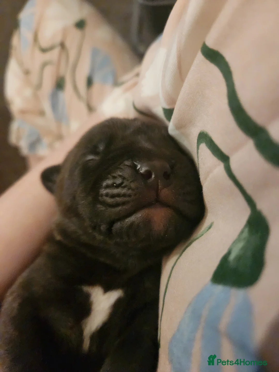 Mixed Breed dogs for sale: Boxer x cane corso  - Advert 13