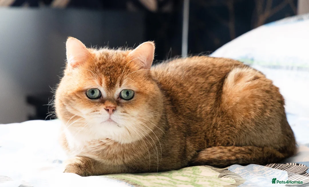 British Shorthair cats for stud: British shorthair Gold Ny12 in Nottingham - Advert 3