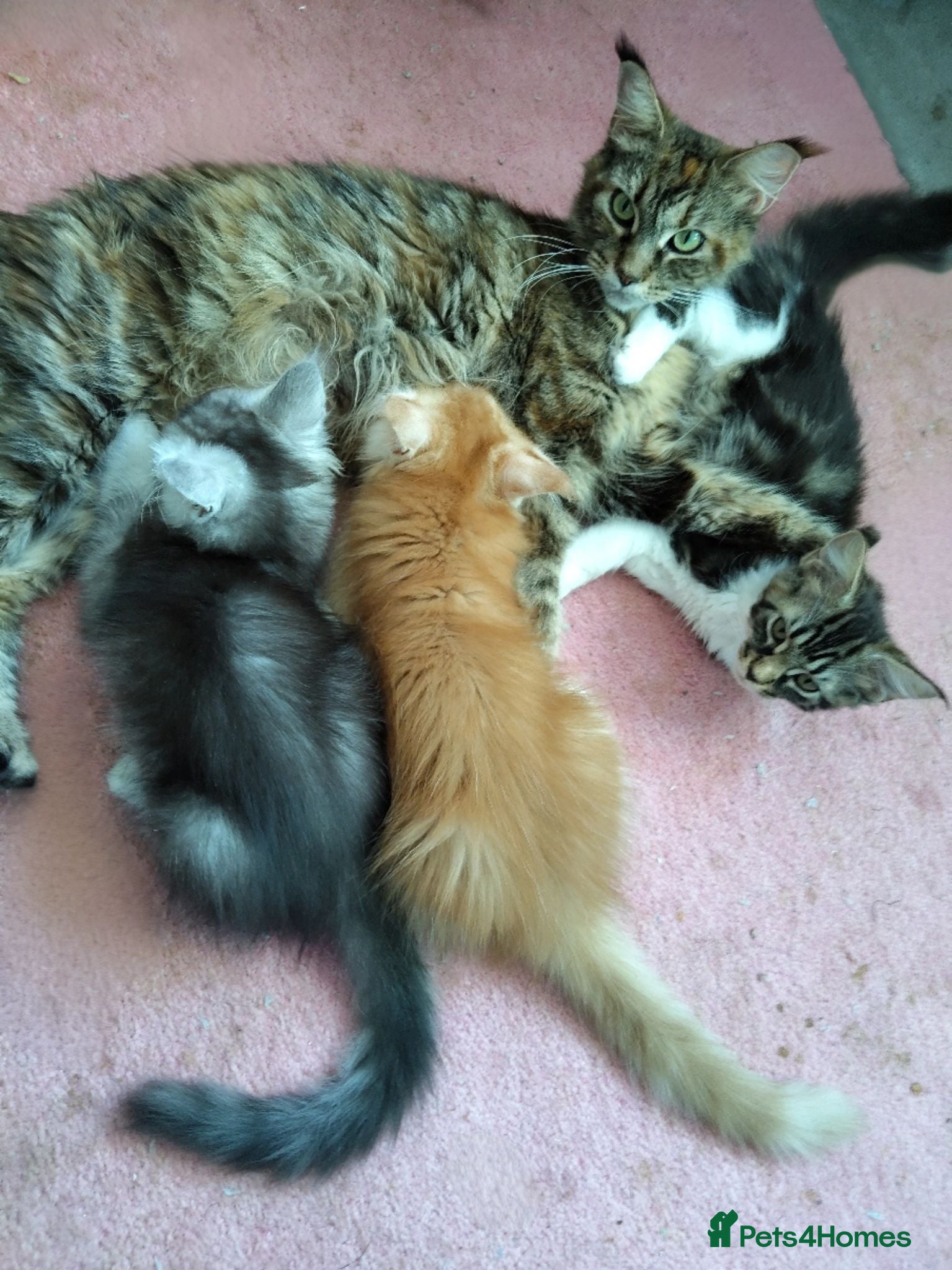 Maine Coon cats beautiful Maine coon kittens (2 poly) - Advert 18