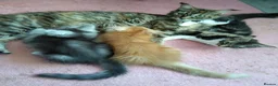 Maine Coon cats for sale: beautiful Maine coon kittens (2 poly) - Advert 1