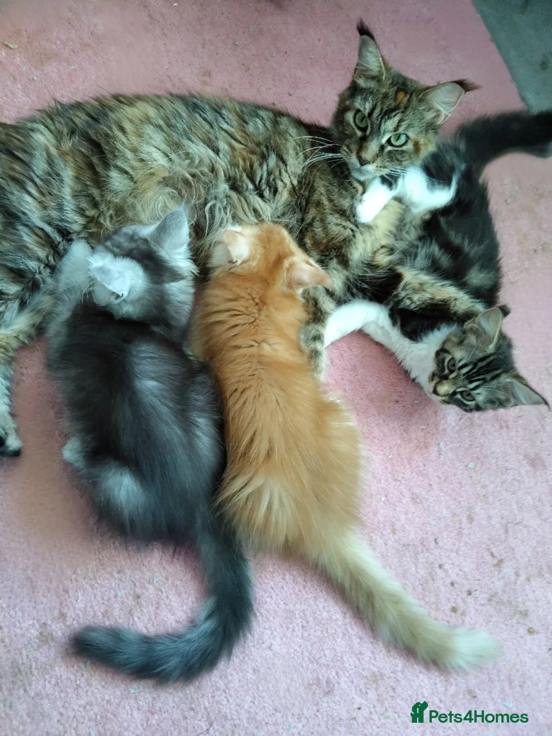 Maine Coon cats for sale: beautiful Maine coon kittens (2 poly) - Advert 1