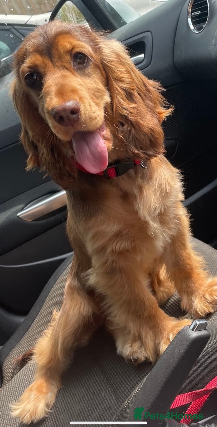 Cocker Spaniel dogs 🐾BEAUTIFUL KC REGISTERED SHOW COCKERS🐾 - Advert 2