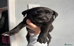 Labrador Retriever dogs for sale: Last female puppy left  - Image 4