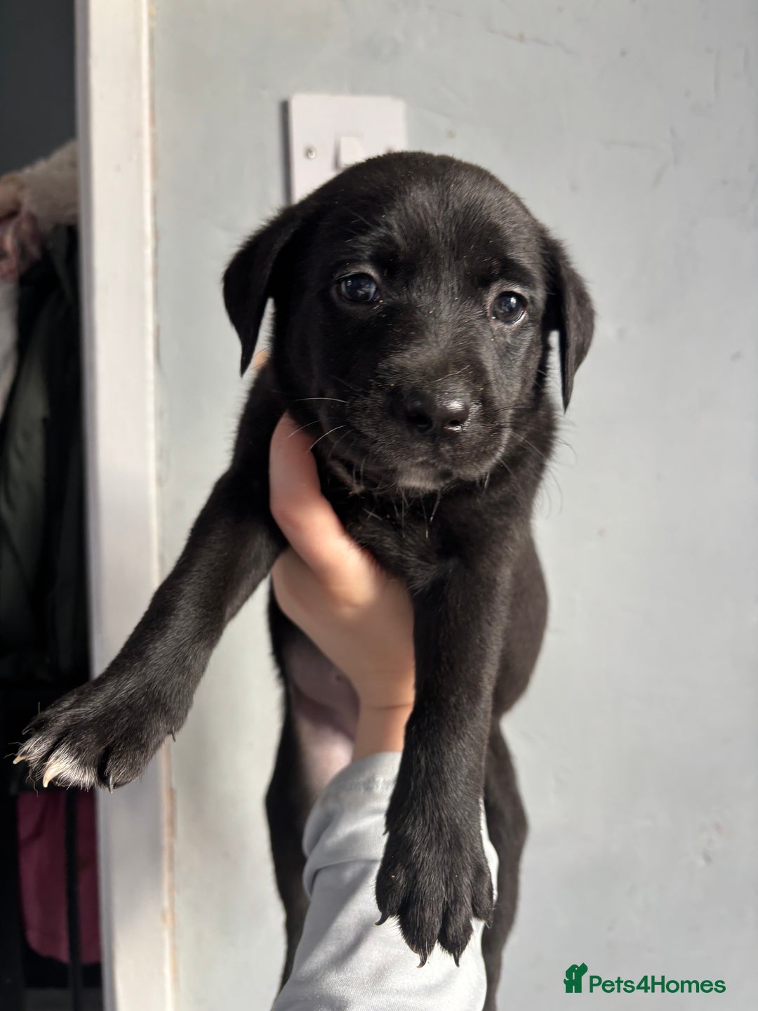 Labrador Retriever dogs for sale: Last female puppy left  - Image 4