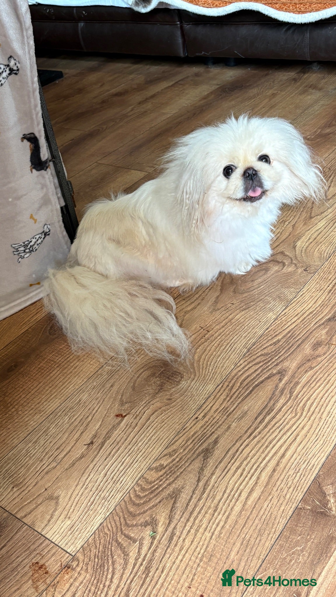 Pekingese dogs ♥️ ‘PRETTYPEKE’S’ ♥️ adult Female ♥️ - Advert 5