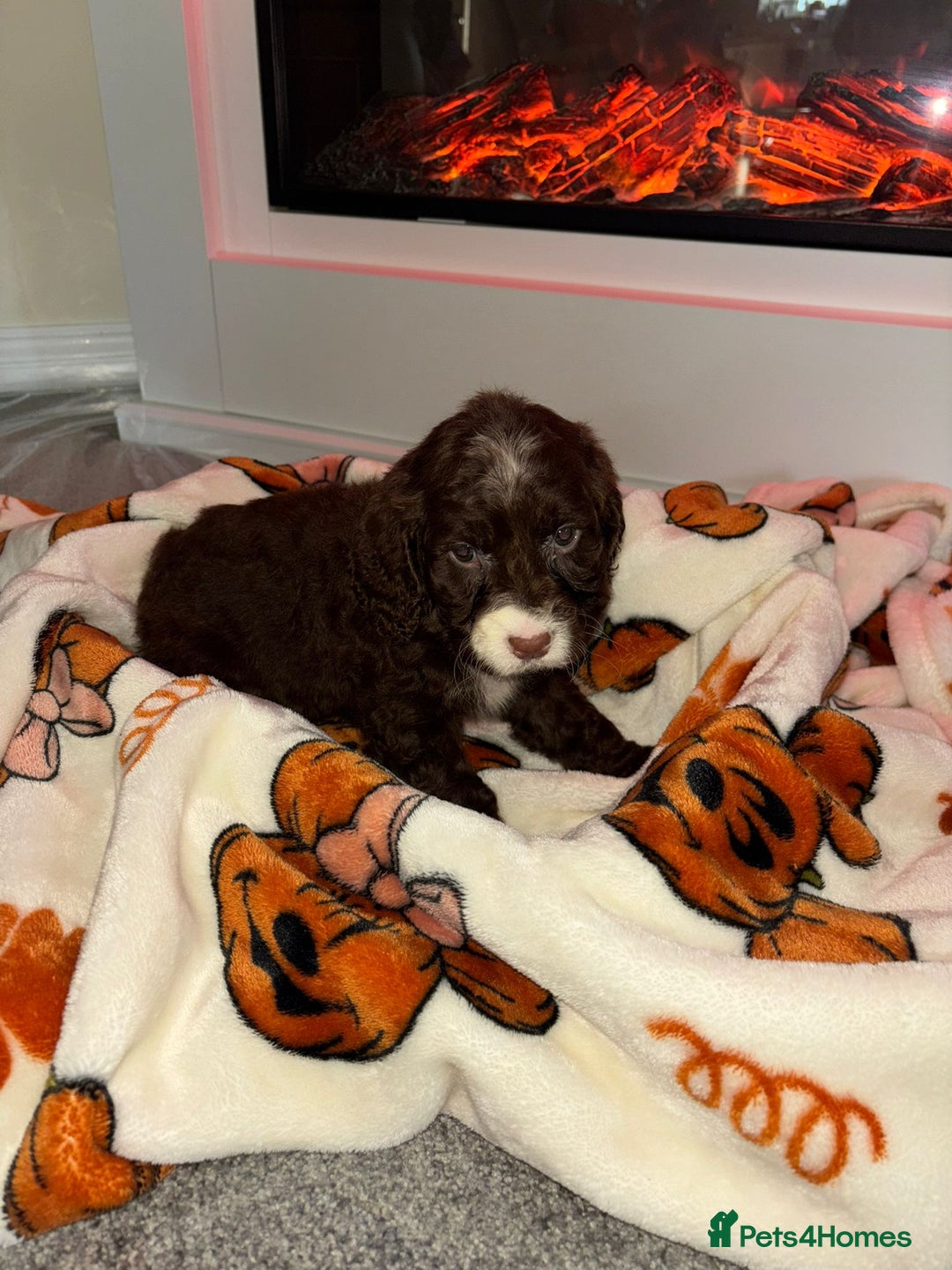 Cocker Spaniel dogs for sale: Cocker spaniel puppies - Image 13