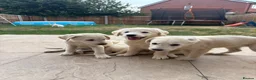 Labradoodle dogs for sale: Fox Red Labrador x Labradoodle puppies - Advert 6