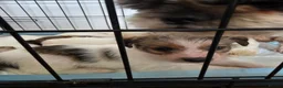 Mixed Breed dogs for sale: Shih tzu cross jack russell puppys - Advert 3