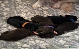 Cocker Spaniel dogs for sale: Beautiful Cocker Spaniel puppies for sale - Advert 3