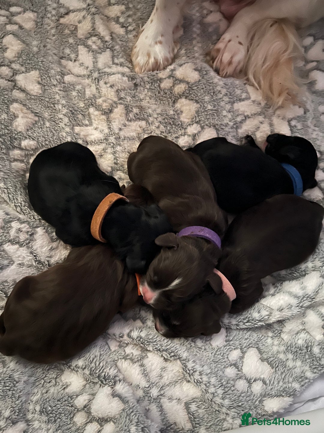 Cocker Spaniel dogs for sale: Beautiful Cocker Spaniel puppies for sale - Advert 3