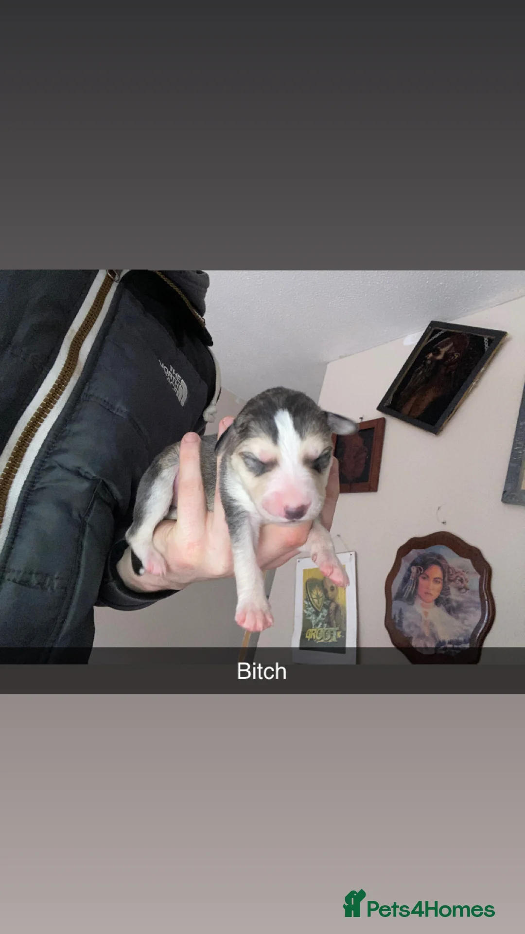 Mixed Breed dogs for sale: Whippet x  greyhound puppies - Advert 3