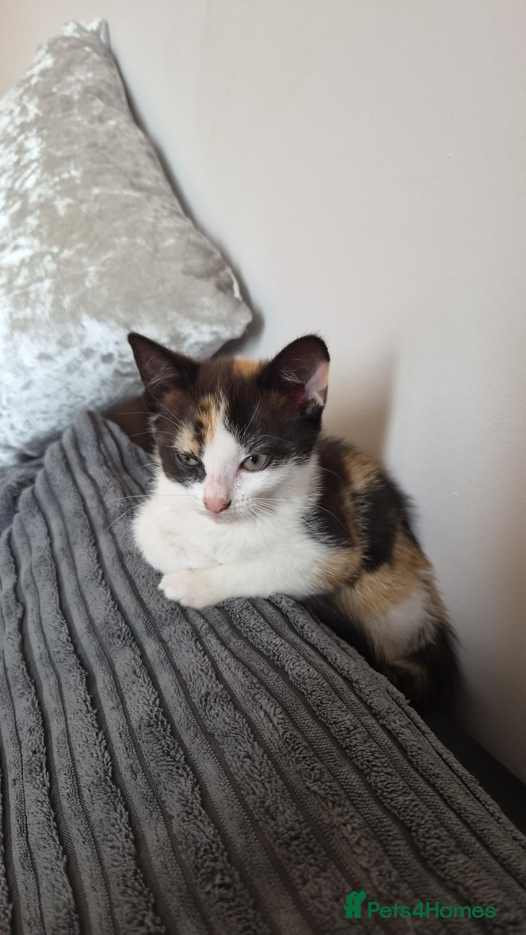 Mixed Breed cats Kitten 8 weeks  - Advert 1