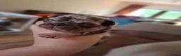 French Bulldog dogs for sale: KC FRENCH BULLDOG PUPS AVAILABLE  in Beauly - Advert 1