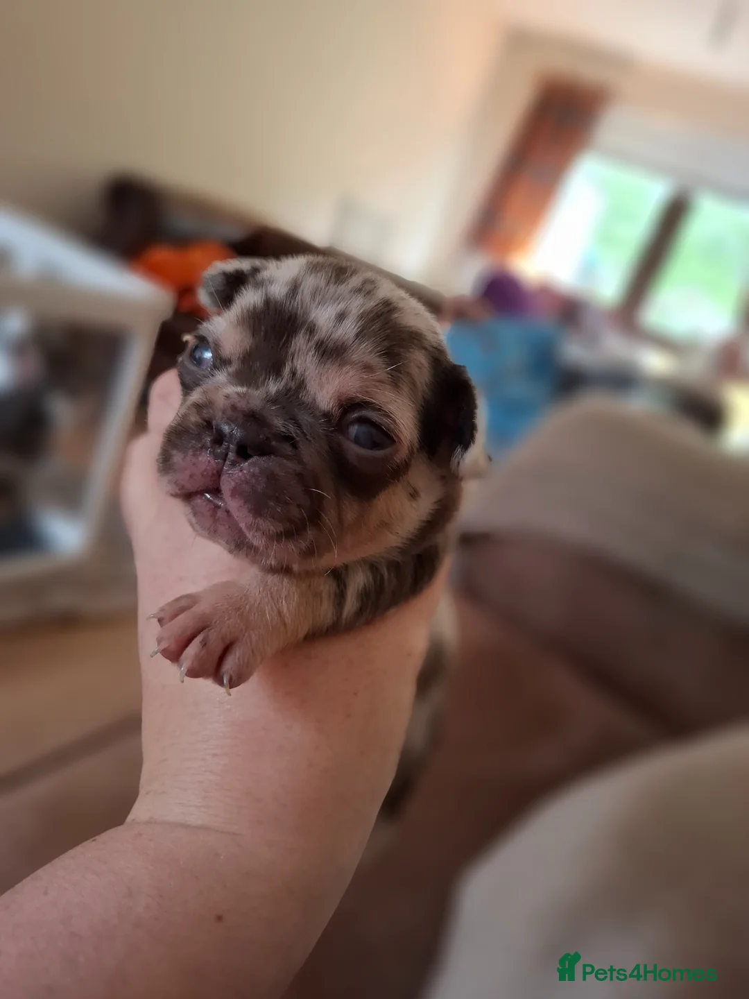 French Bulldog dogs for sale: KC FRENCH BULLDOG PUPS AVAILABLE  in Beauly - Advert 1