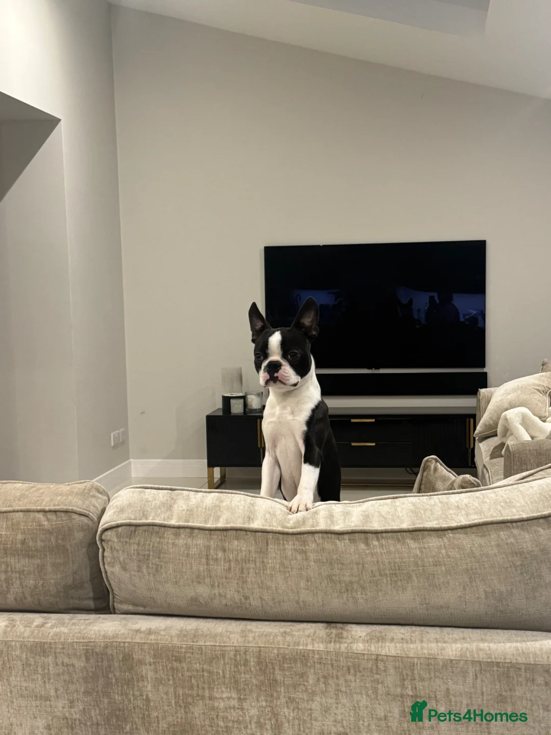Boston Terrier dogs for sale: 8 month old male pure Boston - Advert 2