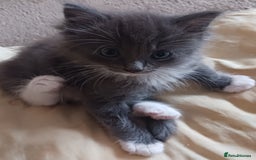 Ragdoll cats for sale: CUTE BLUE MITTED RAGDOLL KITTENS  - Image 10