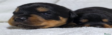 Rottweiler Female Puppy 4