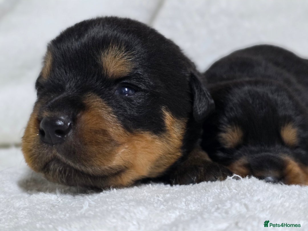 Rottweiler dogs for sale: Chunky, Strong, Loyal & Pure Rottweiler Puppies - Advert 13