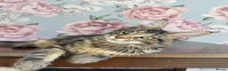 Maine Coon cats for sale: TICA Maine Coon Kittens - Advert 11