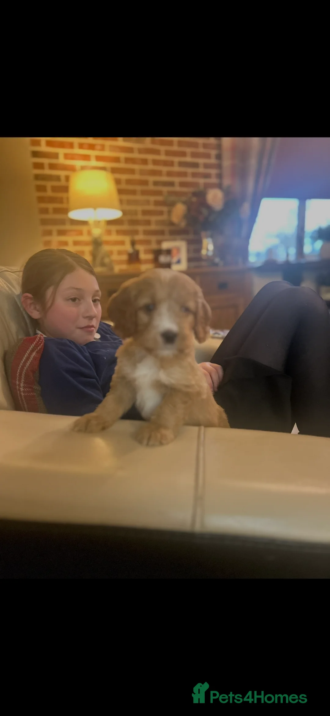 Cockapoo dogs for sale: F1 cockapoos  - Advert 2