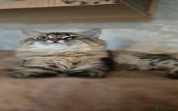 Scottish Fold cats for sale: 1 boy and 1 girl left Amazing Scottish Straights  in Ивсхам - Image 13