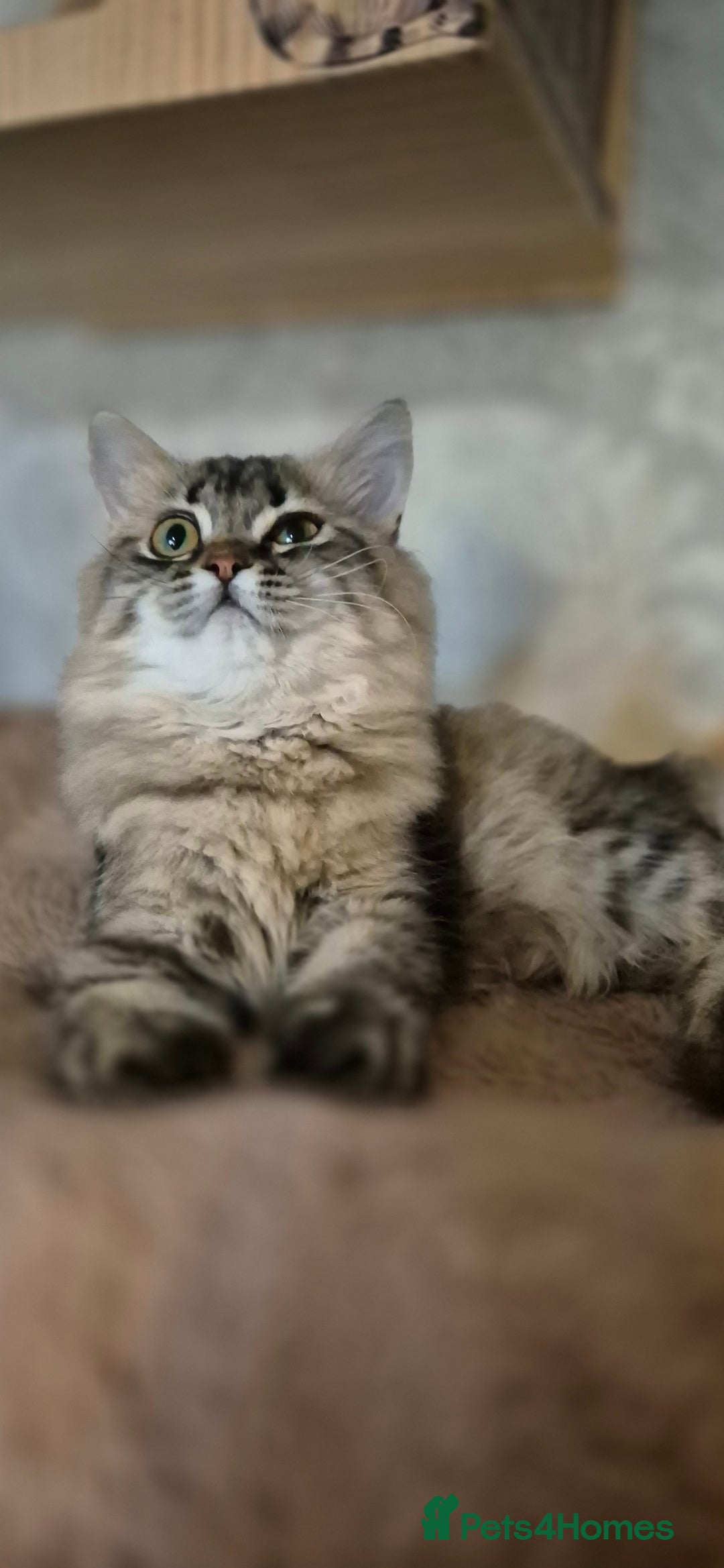 Scottish Fold cats for sale: 1 boy and 1 girl left Amazing Scottish Straights  in Ивсхам - Image 13