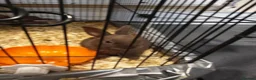 Mixed Breed rabbits for sale: Chocolate baby Bunnie's  in Liverpool - Advert 7