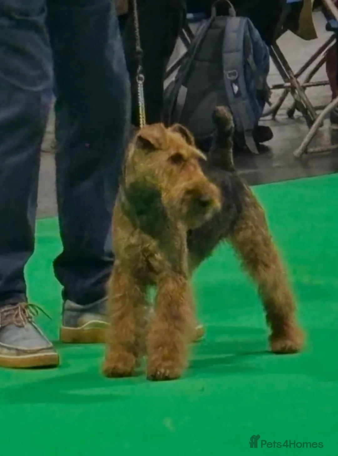 Welsh Terrier dogs for sale: Beautiful Welsh terrier puppy girl - Advert 1