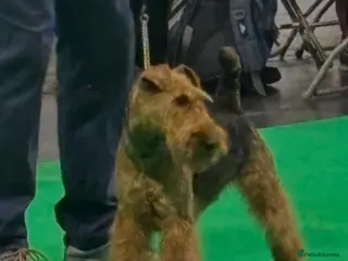 Welsh Terrier dogs Beautiful Welsh terrier puppy girl - Advert 7