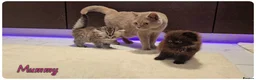 Scottish Fold cats for sale: Scottish fold - Advert 2