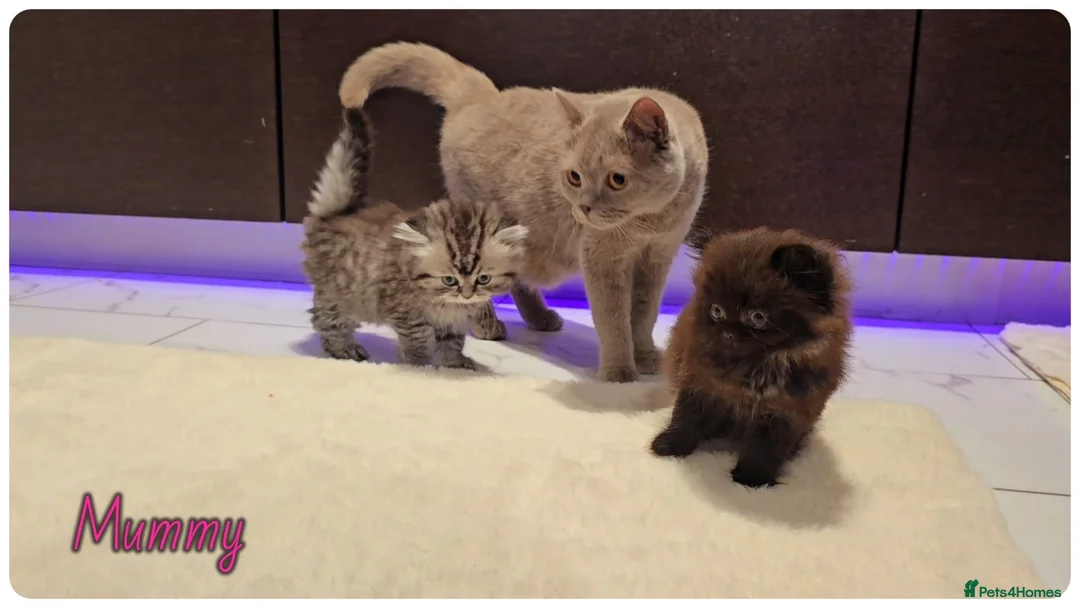 Scottish Fold cats for sale: Scottish fold - Advert 2
