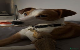 Mixed Breed dogs for sale: 2 lurchers - Image 3