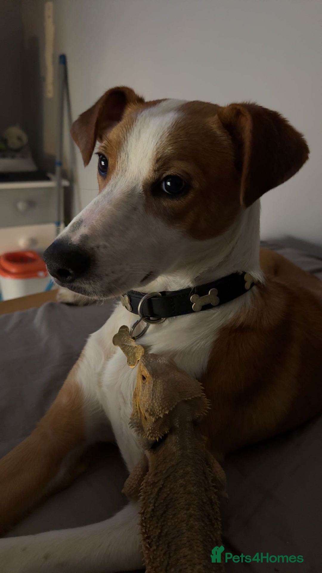 Mixed Breed dogs for sale: 2 lurchers - Image 3