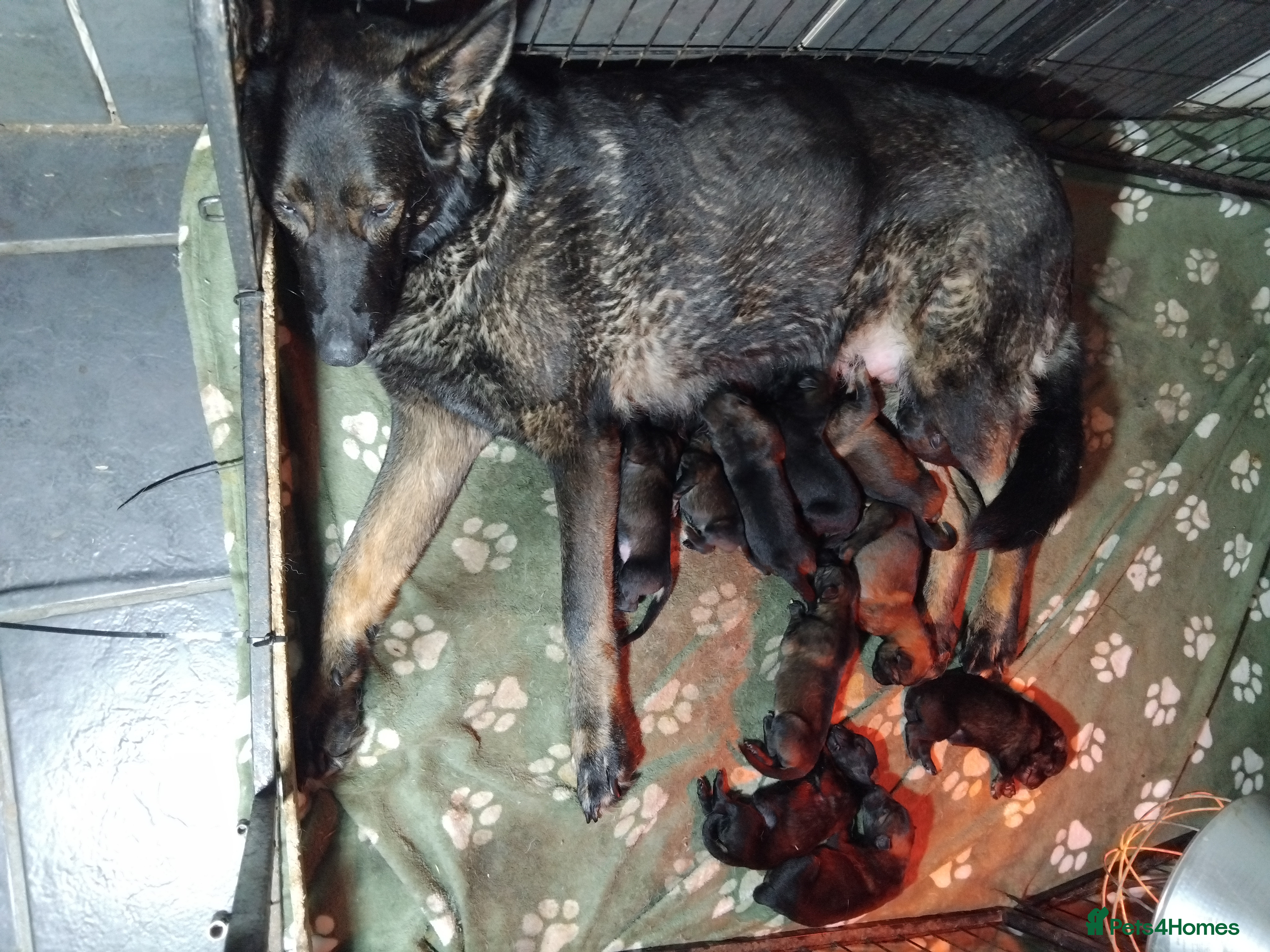 German Shepherd dogs German shepherd Czech line pups kc registered  - Advert 1