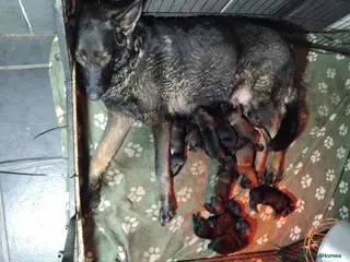 German Shepherd dogs German shepherd Czech line pups kc registered - Advert 1