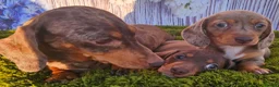 Miniature Dachshund dogs for sale: Kc reg mini dachunds  - Advert 2